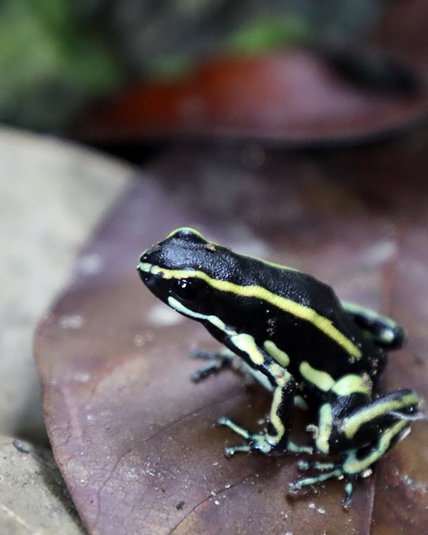 Imagen de referencia