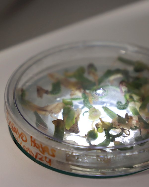 Imagen de referencia